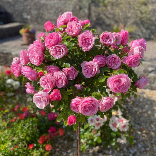 Trandafiri Pomișor - Pink - Rădăcină Ambalată Anul 2 - Aqua Flowers