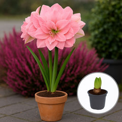 Bulbi Amaryllis Pink Nymph – Ghiveci – Aqua Flowers