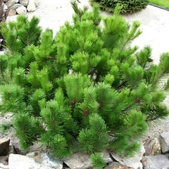 Pin Mugo mughus -ghiveci - înălțime la livrare-25-30 cm