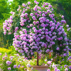 Trandafiri Pomișor Plângător - Lila - Rădăcină- Anul 3 - Aqua Flowers