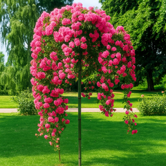 Trandafiri Pomișor Plângător - Roz - Rădăcină -Anul 3- Aqua Flowers