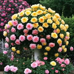 Trandafiri Pomișor Plângător - Sunset (Roz & Galben) - Rădăcină- Anul 3 - Aqua Flowers