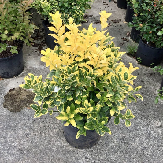 Planta de exterior - Euonymus japonicus - Marieke - Planta la ghiveci - Aqua Flowers