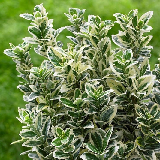 Planta de exterior perena - Euonymus japonicus - Kathy - Planta la ghiveci - Aqua Flowers