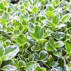 Euonymus japonicus - Kathy - Ghiveci 2L - H 40-50 cm
