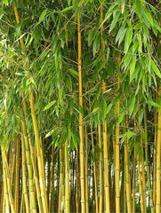 Planta decorativa - Bambus de gradina - Ghiveci - Aqua Flowers