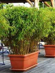 Planta decorativa - Bambus de gradina - Ghiveci - Aqua Flowers