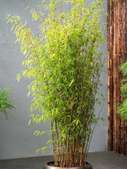 Planta decorativa - Bambus de gradina - Ghiveci - Aqua Flowers