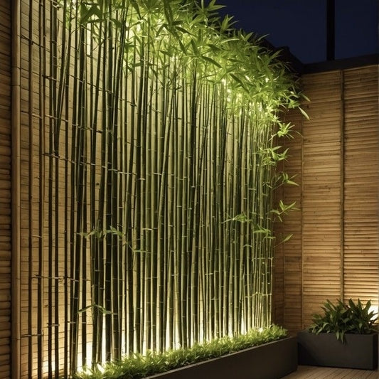 Planta decorativa - Bambus de gradina - Ghiveci - Aqua Flowers