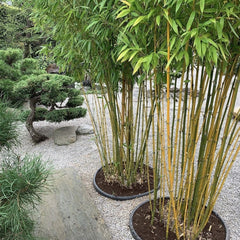 Planta decorativa - Bambus de gradina - Ghiveci - Aqua Flowers