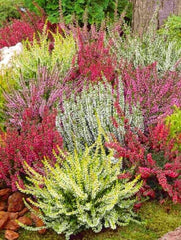 Planta decorativa - Erica - Aqua Flowers