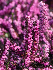 Planta decorativa - Erica - Aqua Flowers