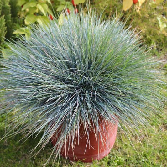 Planta decorativa - Festuca glauca 'Compacta Blue' - Ghiveci - Marime la livrare 3-40cm - Aqua Flowers