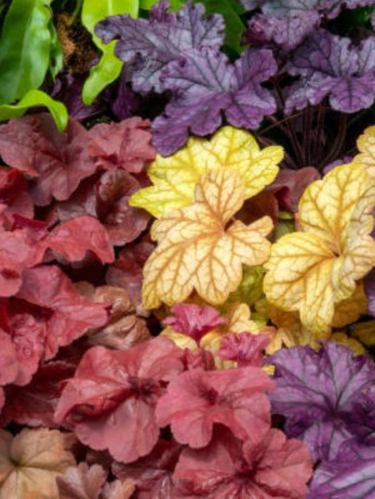 Planta decorativa - Heucera mix 3 culori ghiveci 2l- Aqua Flowers