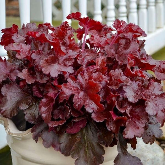 Planta decorativa - Heuchera 'Cherry Truffles' - Ghiveci P14 - Inaltime la livrare 20-30 cm - Aqua Flowers (Copy 1)