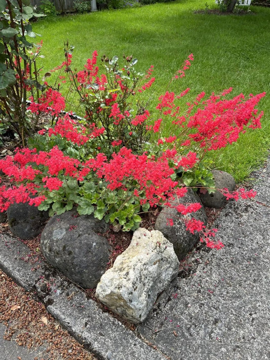 Planta decorativa - Heuchera sanguinea "Fire Red" - Ghiveci P14 - Inaltime la livrare 20-30 cm - Aqua Flowers
