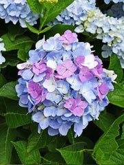 Planta decorativa - Hortensia - Aqua Flowers