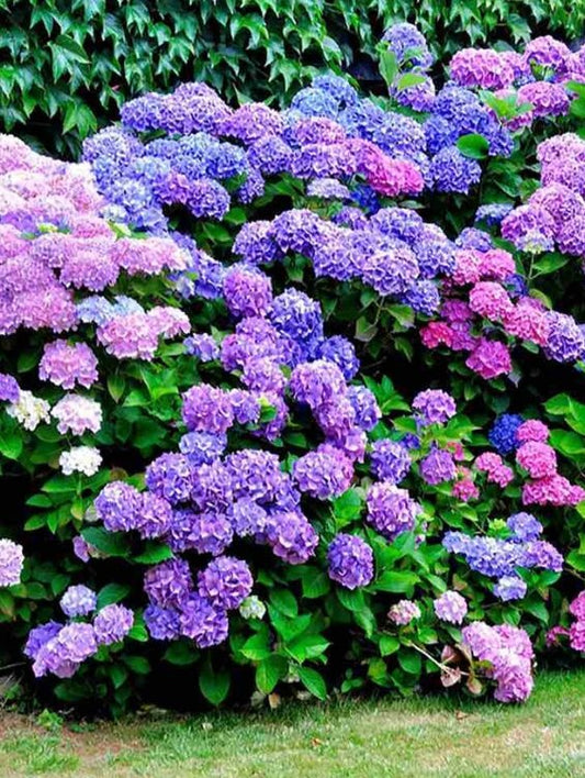 Planta decorativa - Hortensia - Aqua Flowers