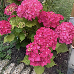 Hortensia Macrophylla - Alpengluhen - Ghiveci