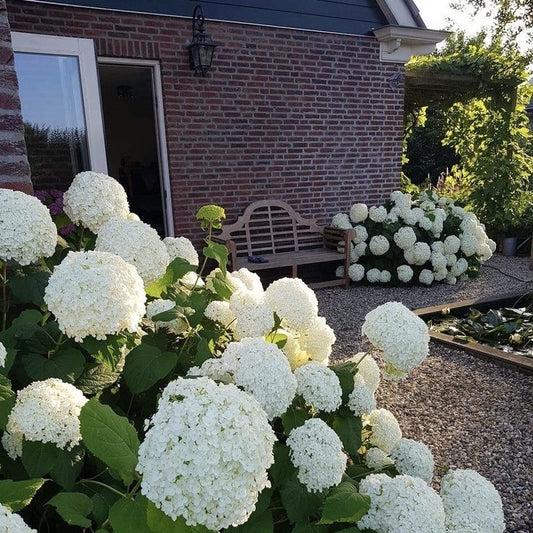 Planta decorativa - Hortensia Hydrangea - Annabelle - Ghiveci 2L - Floraria Aqua