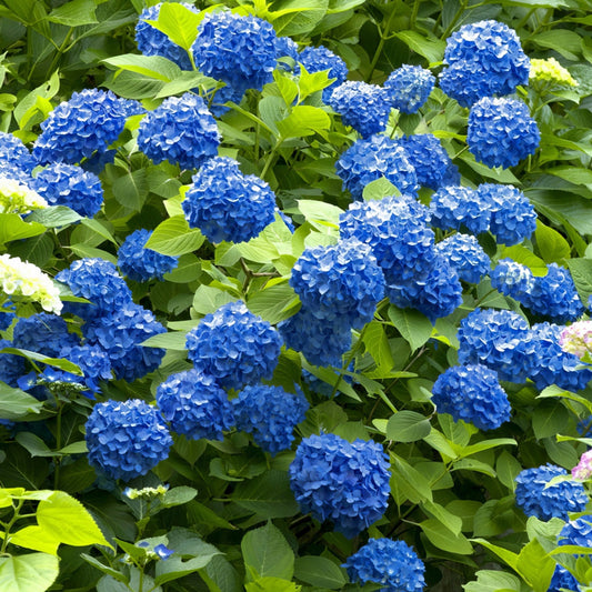 Planta decorativa - Hortensia Hydrangea - Nikko Blue - Ghiveci 2L - Floraria Aqua
