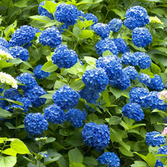 Hortensia Macrophylla - Nikko Blue - Ghiveci