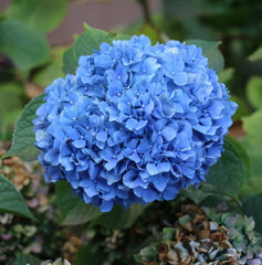 Hortensia Macrophylla - Nikko Blue - Ghiveci
