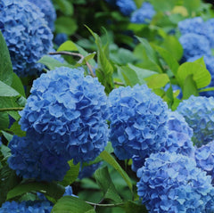 Hortensia Macrophylla - Nikko Blue - Ghiveci