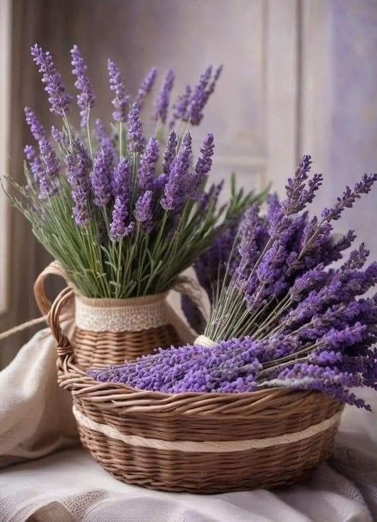 Planta decorativa - Lavanda angustifolia 'Forever Blue' - Ghiveci 2L - Inaltime la livrare 30-40cm - Aqua Flowers