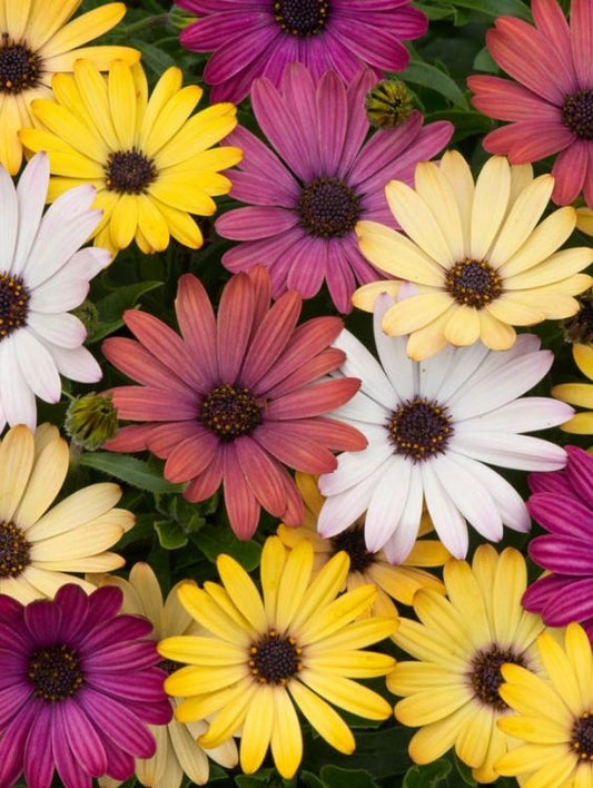 Planta decorativa - Margarete africane - Floraria Aqua