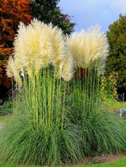 Planta decorativa - Pampas - Floraria Aqua