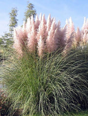 Planta decorativa - Pampas - Floraria Aqua