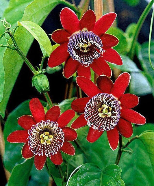 Planta decorativa - Passiflora caerulea Alata Red - ghiveci 2L - Aqua Flowers