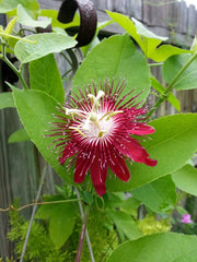 Planta decorativa - Passiflora caerulea Alata Red - ghiveci