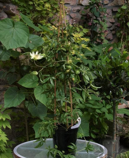 Planta decorativa - Passiflora caerulea Constance Elliot - ghiveci 2L - Aqua Flowers