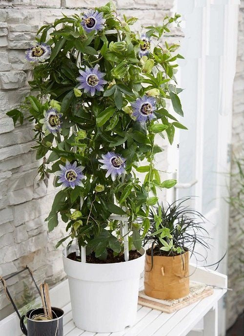 Planta decorativa - Passiflora caerulea - ghiveci 2L - Aqua Flowers