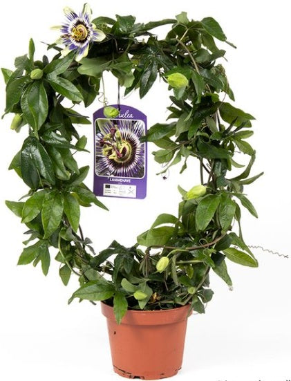 Planta decorativa - Passiflora caerulea Lavender Lady - ghiveci 2L - Aqua Flowers