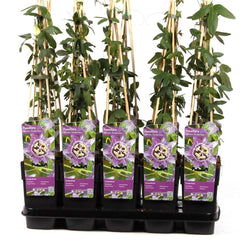 Planta decorativa - Passiflora caerulea Purple Haze - ghiveci 2L - Aqua Flowers