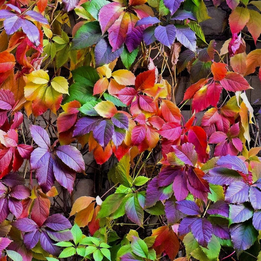 Planta decorativa - Vita Canadiana - Parthenocissus quinquefolia - Ghiveci 3L - Floraria Aqua