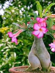 Planta interior - Adenium - Aqua Flowers