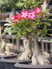 Planta interior - Adenium - Aqua Flowers