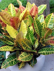 Planta interior - Croton - Ghiveci 1L - Aqua Flowers