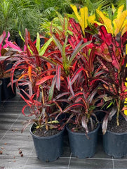 Planta interior - Croton - Ghiveci 1L - Aqua Flowers