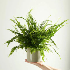 Planta interior - Feriga - Aqua Flowers