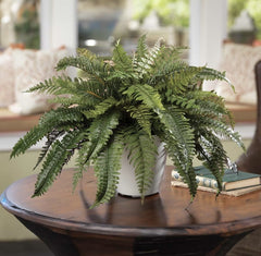 Planta interior - Feriga - Aqua Flowers