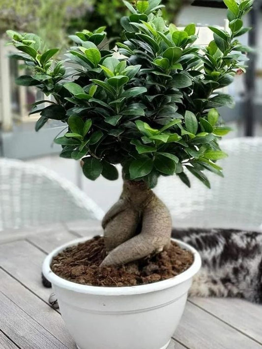 Planta interior - Ficus Bonsai Ginseng - Aqua Flowers