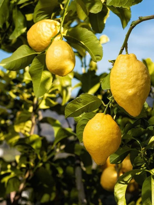 Planta interior - Lamai - Aqua Flowers