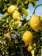 Planta interior - Lamai - Aqua Flowers