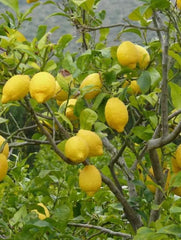 Planta interior - Lamai - Aqua Flowers