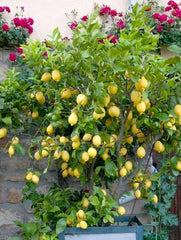 Planta interior - Lamai - Aqua Flowers